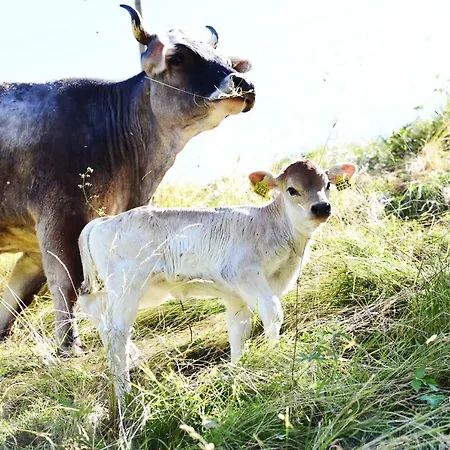 Rielingerhof Farm stay *